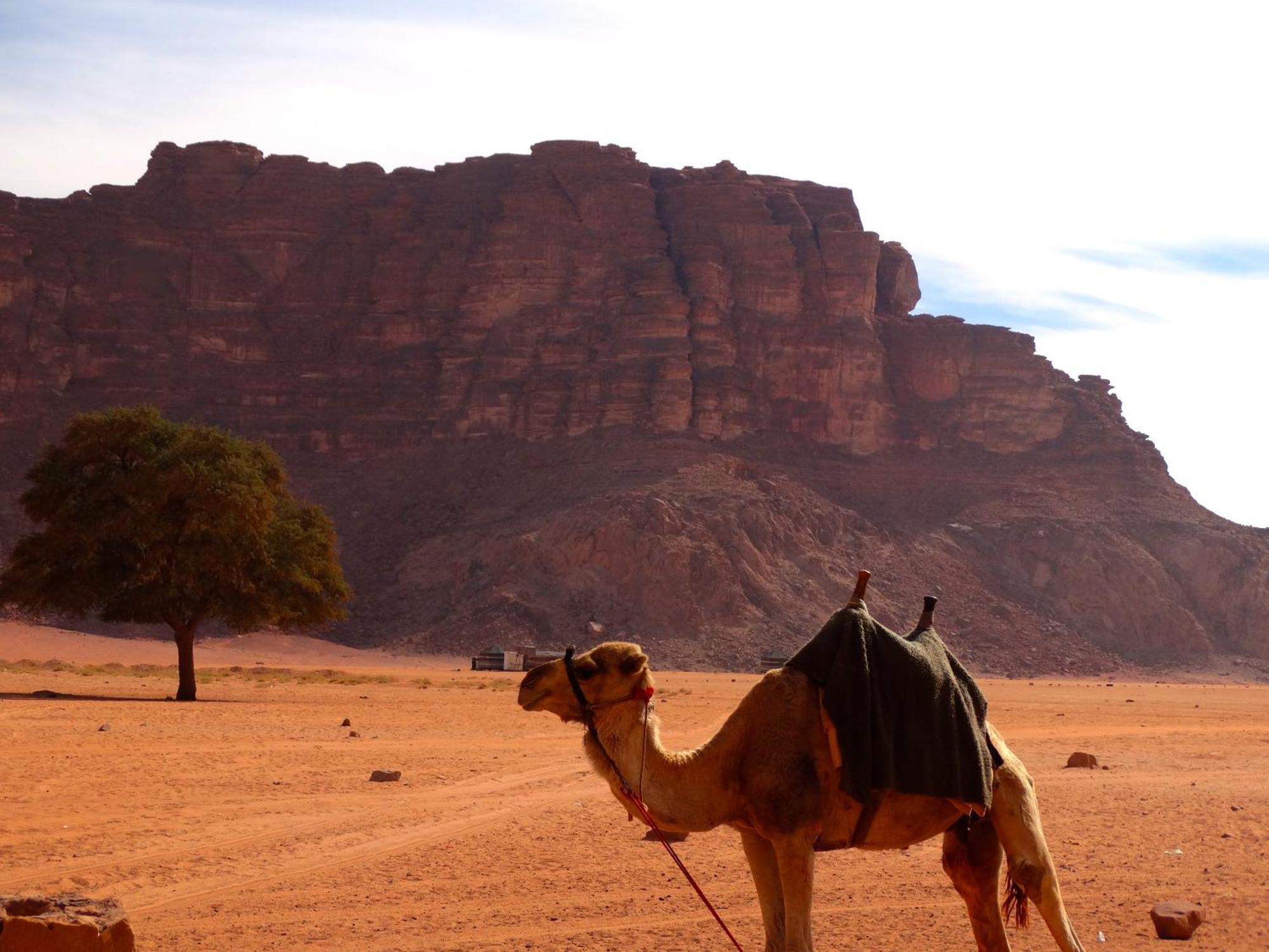 Wadi Rum View Camp 外观 照片